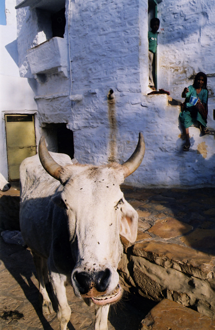 Jodhpur Cow